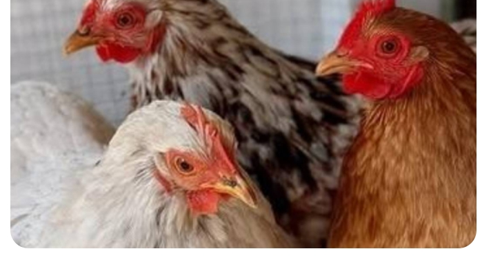 Tre höns i flocken